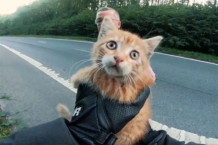 فیلم| تلاش عجیب یک گربه برای خودکشی؛ حرکت سریع زیر چرخ اتوبوس!