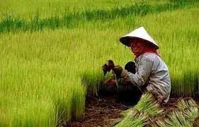 فیلم| کشاورزان چینی که حاضر به تخریب خانه خود نشدند!