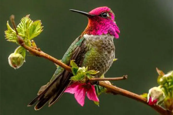 فیلم| پرنده‌ای که در هر دقیقه ۶۲ بار رنگ عوض می‌کند!