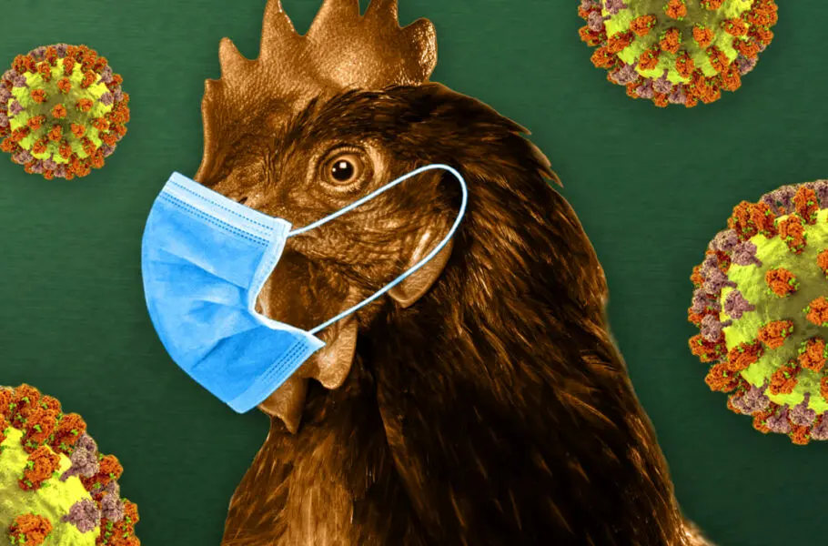 هشدار سازمان جهانی بهداشت درباره آنفلوانزای مشترک بین انسان و پرندگان 