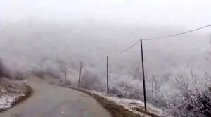 فیلم| بارش برف بهاری در جنگل هزارجریبِ مازندران