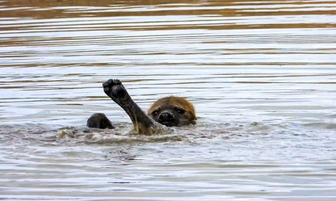 فیلم| اتفاقی بی‌سابقه در حیات وحش؛ کفتار در حال شنای کرال پشت!