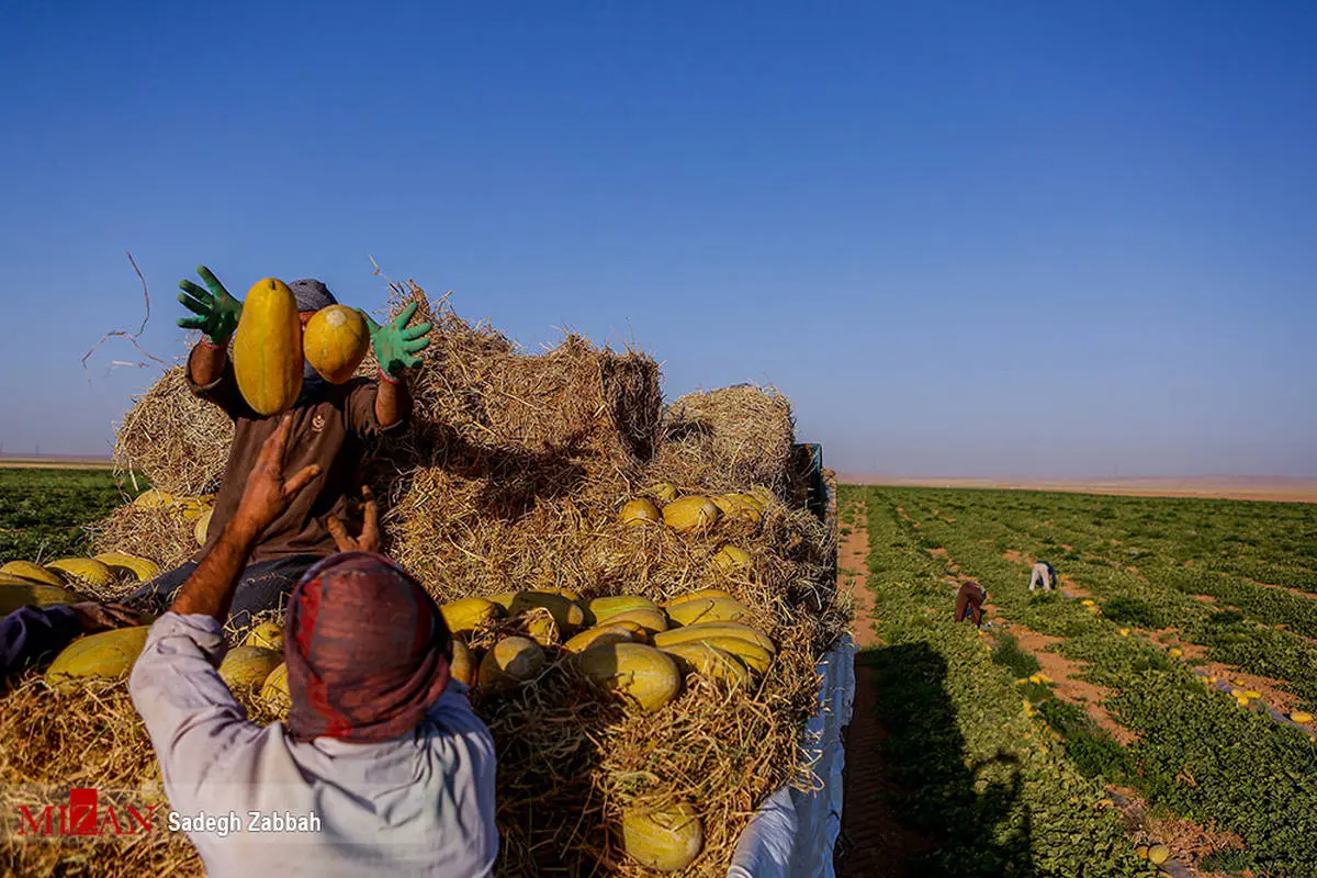 تصاویر | برداشت خربزه از مزارع تربت جام