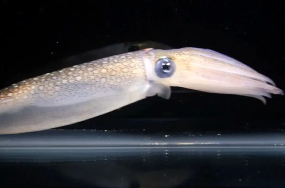 شبیه‌سازی عملکرد استتار ماهی‌های مرکب در سلول‌های انسانی