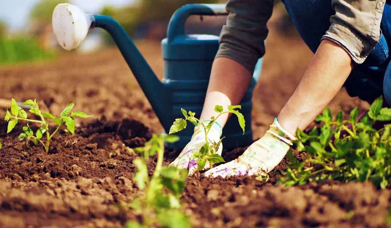 چرا باغبانی کردن حال ما را بهتر می کند؟