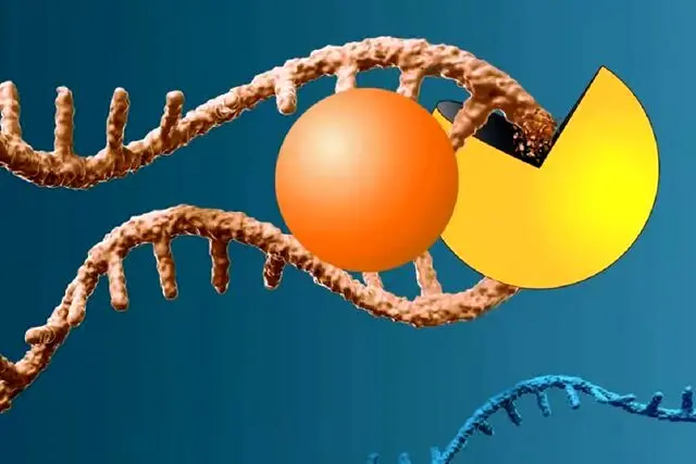 کشف مولکولی که ژن رایج سرطان‌زا را می‌جود!