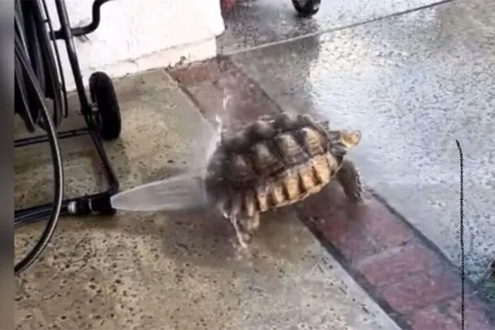 فیلمی از آب بازی جالب یک لاک‌پشت برای خنک شدن در تابستان!