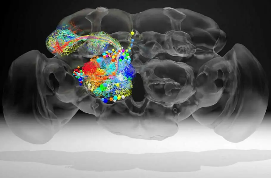  پیچیده‌ ترین نقشه اتصالات عصبی مغز حشرات طراحی شد