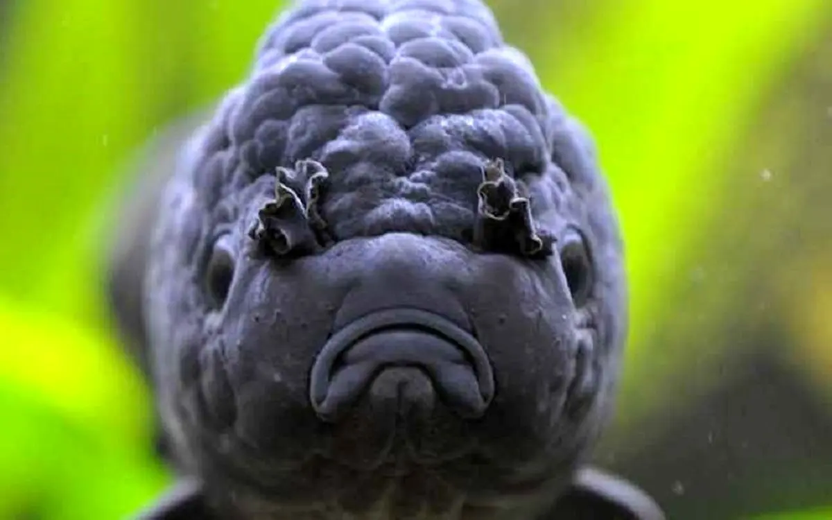 فیلمی باورنکردنی از یک ماهی با قیافه شاه‌توت!