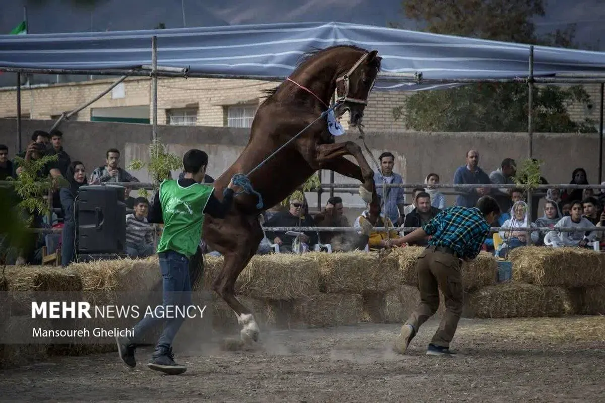 تصاویر| جشنواره زیبایی اسب ترکمن