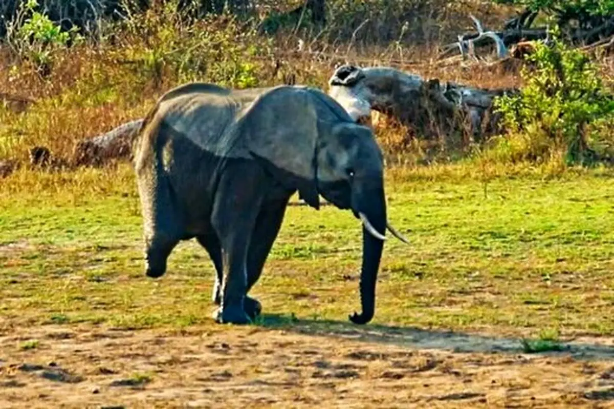 حمایت گله فیل‌ها از فیل سه پا + عکس
