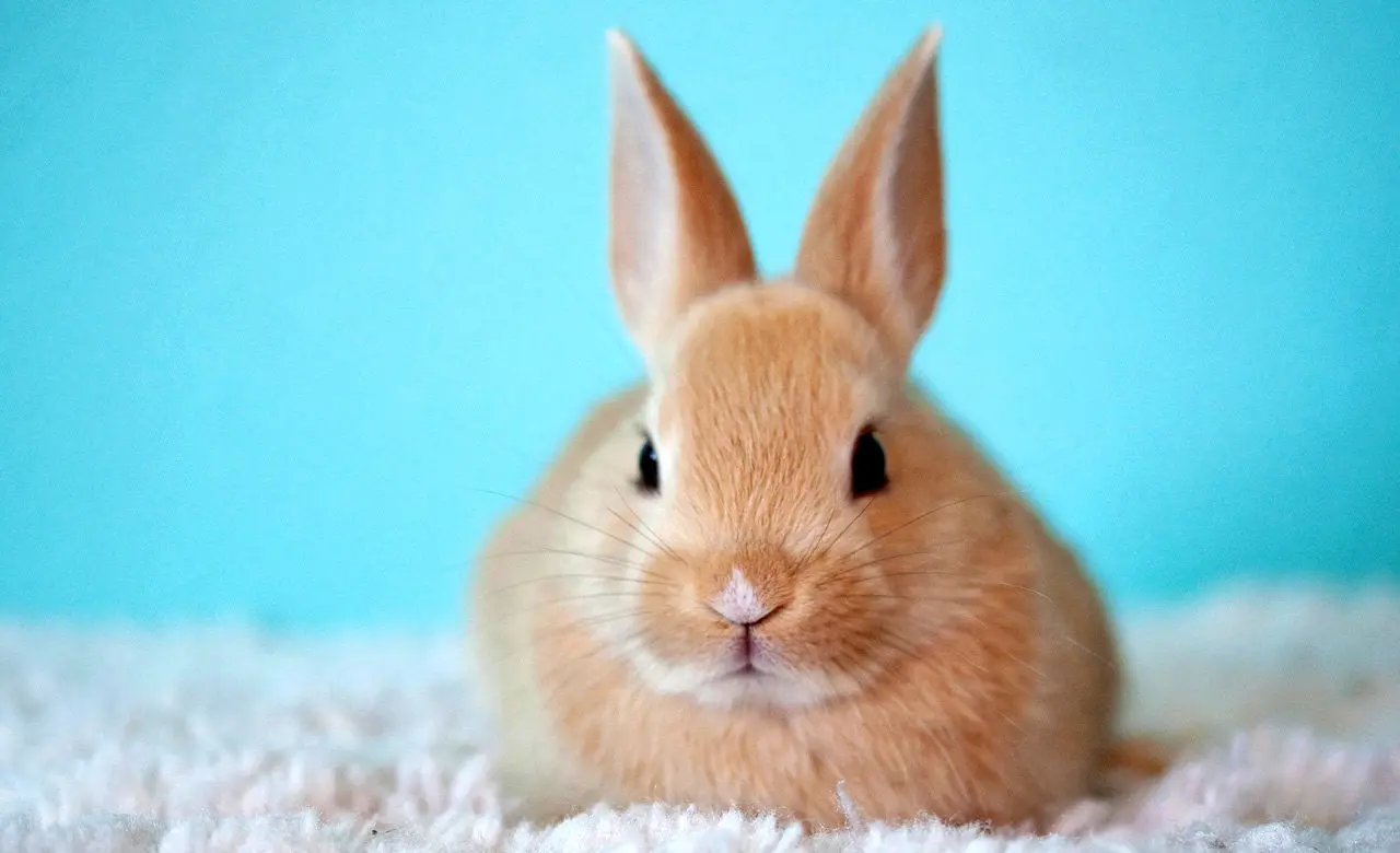فیلمی باورنکردنی از غول‌پیکرترین خرگوش جهان؛ ۹۰ سانتی‌متر با ۹ کیلو وزن!