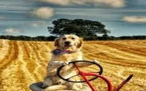 فیلم | رانندگی عجیب و هیجانی یک سگ با تراکتور!