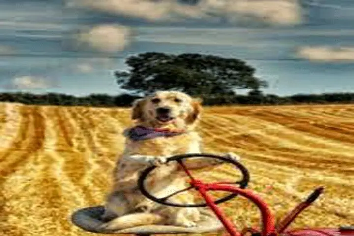 فیلم | رانندگی عجیب و هیجانی یک سگ با تراکتور!
