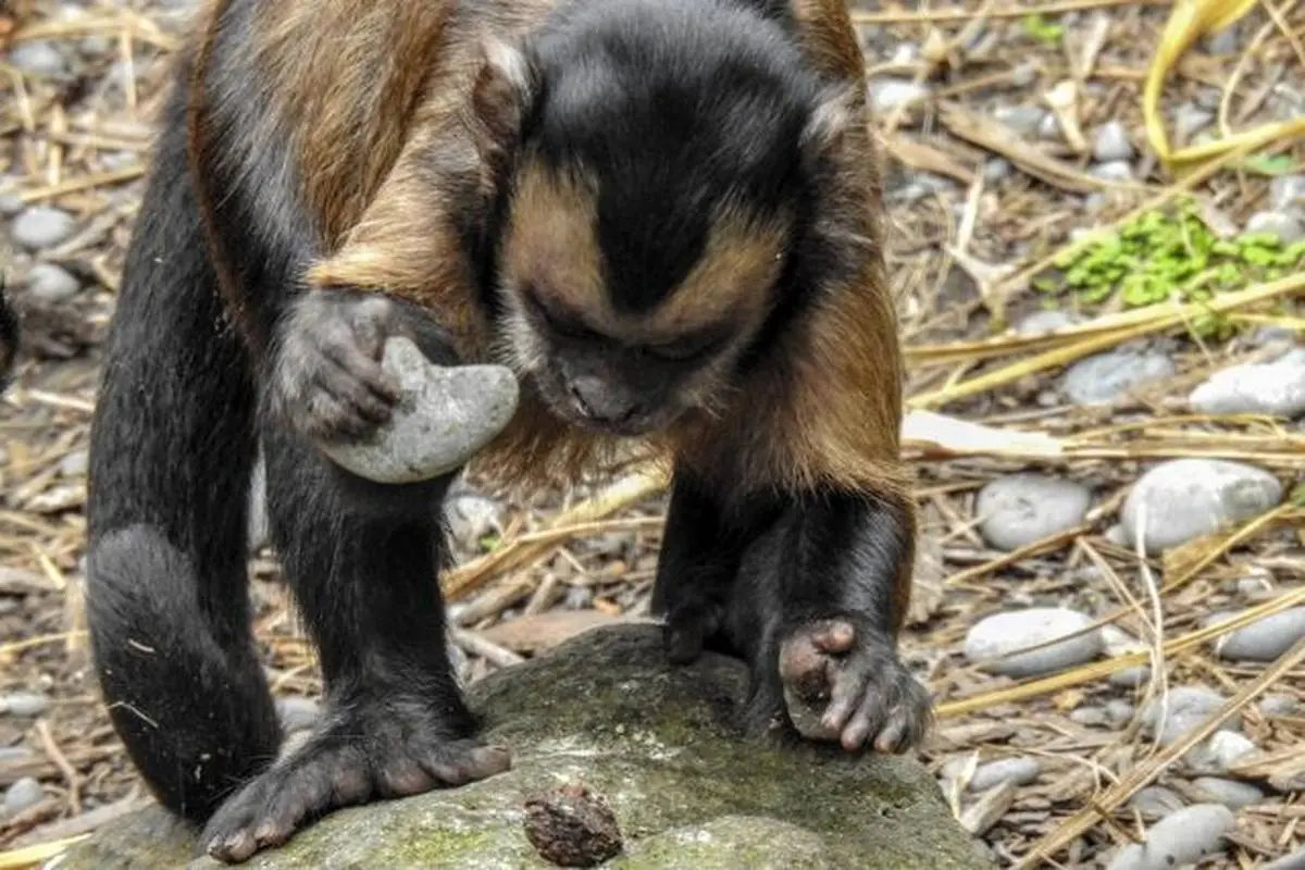 کشف ابزارهای ۵۰هزار ساله‌ای که توسط میمون‌ها ساخته‌ شده‌اند!