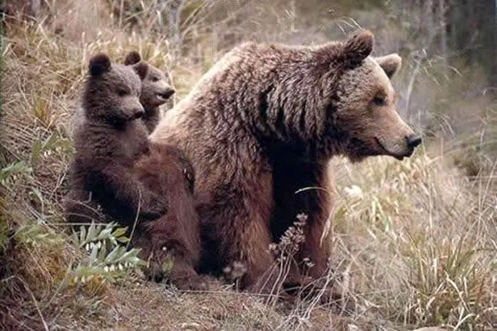 فیلم| شیطنت دو توله خرس برای فرار از پارک طبیعت قزوین