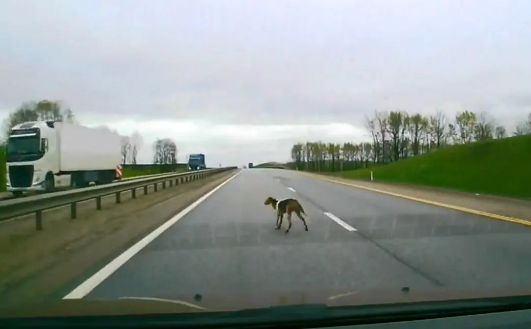 فیلم| یک سگ باعث تصادف شدید در جاده شد