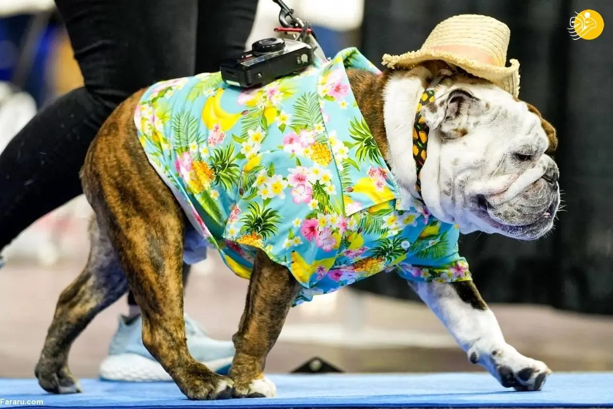 تصاویر جالب از مسابقه انتخاب زیباترین سگ!
