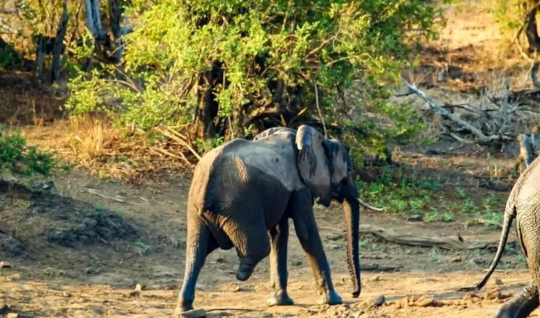 داستان عجیب زندگی یک فیل با ۳ پا + تصاویر
