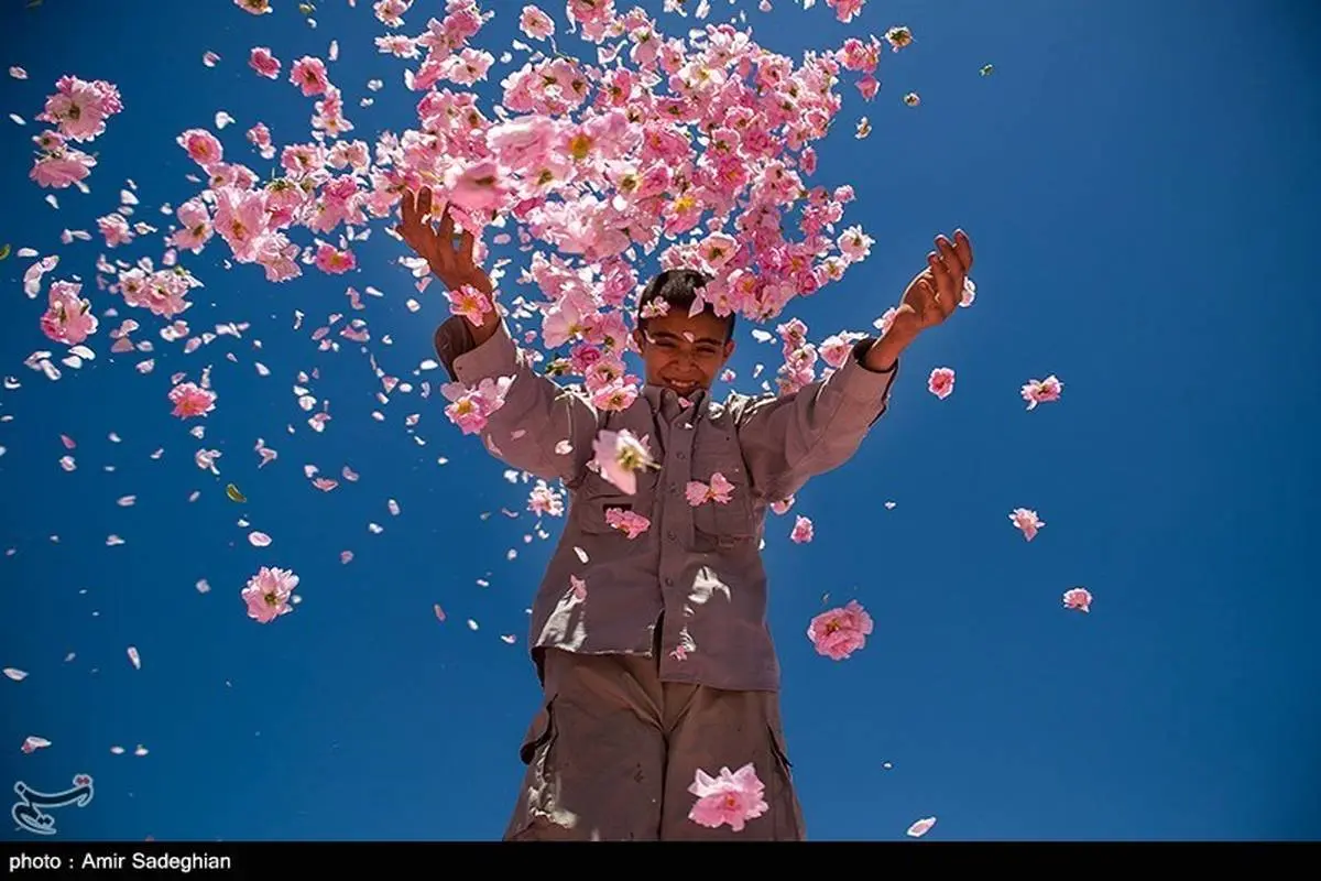 تصاویر | جشنواره گل و گلاب لایزنگان فارس 