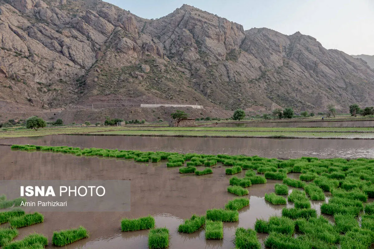 تصاویر| نشاء برنج در شالیزار‌های الموت قزوین