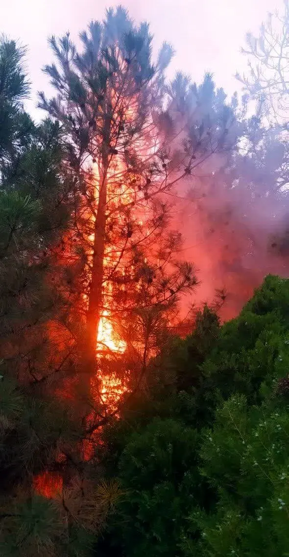 تصاویر | جزئیات آتش‌سوزی درختان دانشگاه تبریز در اثر اصابت صاعقه