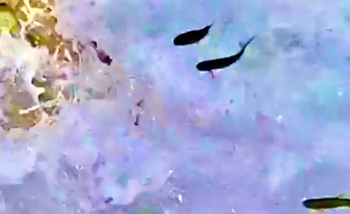 تصاویر پرواز عجیب ماهی‌ها در لرستان را ببینید