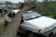 فیلم | سقوط درخت روی پراید بدشانس!