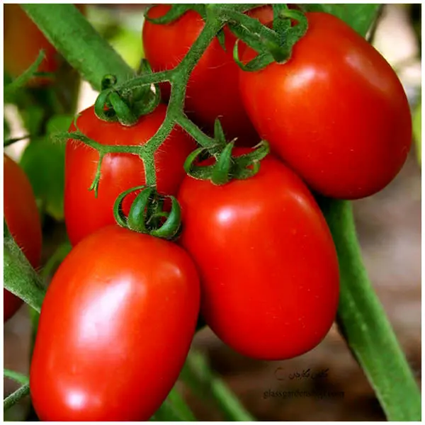 افزایش قیمت گوجه فرنگی مقطعی است

