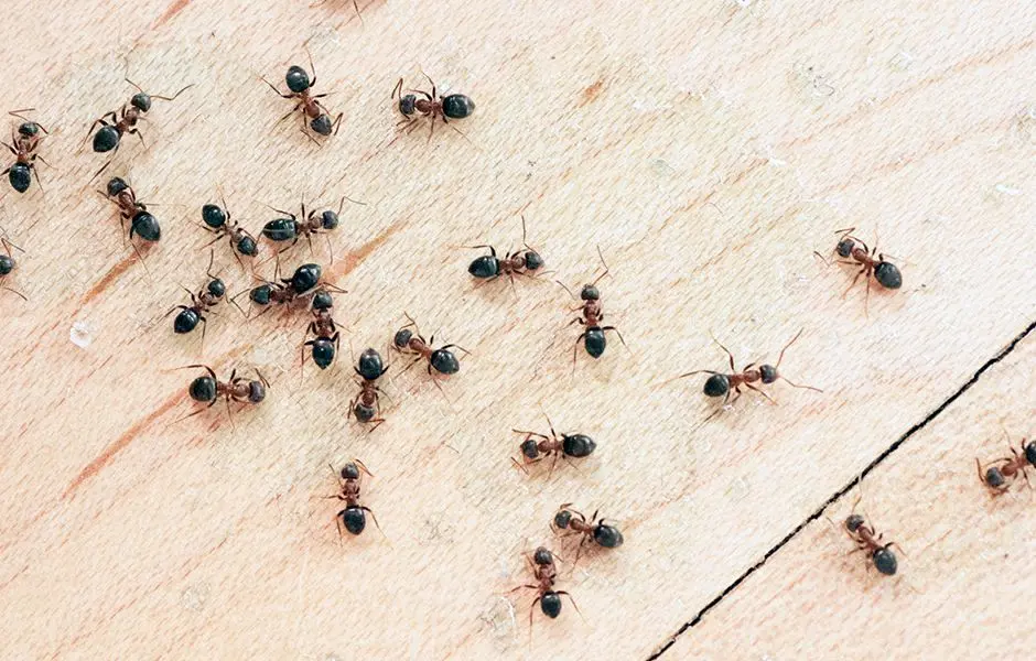 عکس | تصویری ترسناک از یک مورچه!