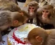 فیلم| رفتار جالب میمون‌ها هنگام کیک خوردن!