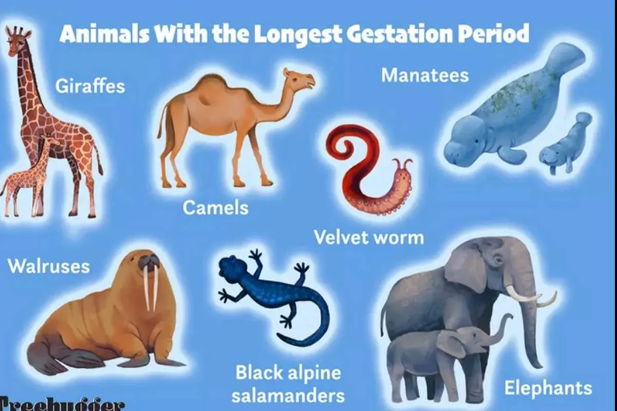 این حیوانات شگفت انگیز طولانی‌ترین دوره بارداری را دارند + عکس
