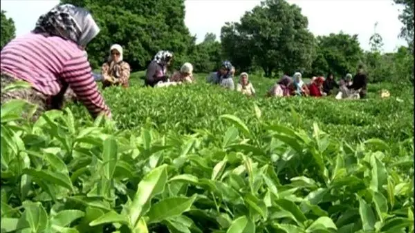 پشت پرده آمار عجیب واردات و صادرات چای/ دولت هیچ اقدامی برای تغییر کاربری مزارع نمی‌کند

