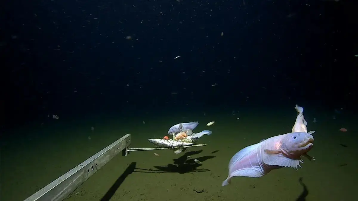 فیلم| کشف یک ماهی عجیب در عمق ۸۳۳۶ متری اقیانوس آرام!
