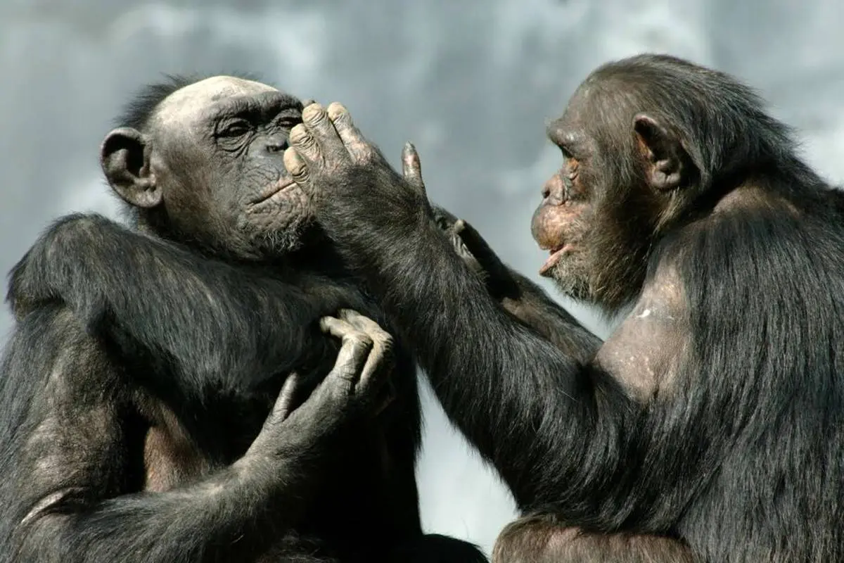 زبان مشترک انسان و شامپانزه، این پسرعموهای قدیمی
