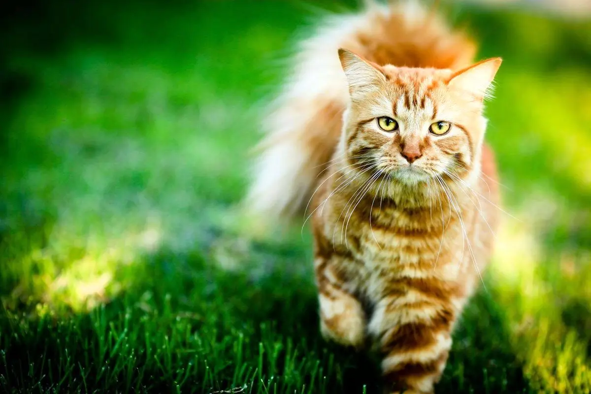 فیلم | واکنش خنده‌دار یک گربه به افزایش وزن خود روی ترازو!