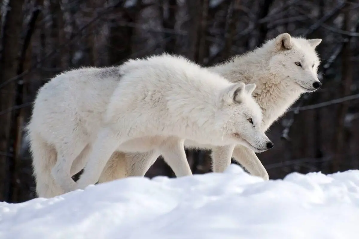 ویدئو| برف بازی جالب گرگ‌های قطبی در کانادا