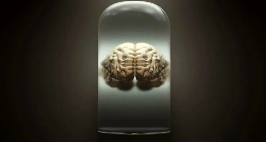 بزرگترین کلکسیون مغز واقعی انسان در دانشگاهی در دانمارک