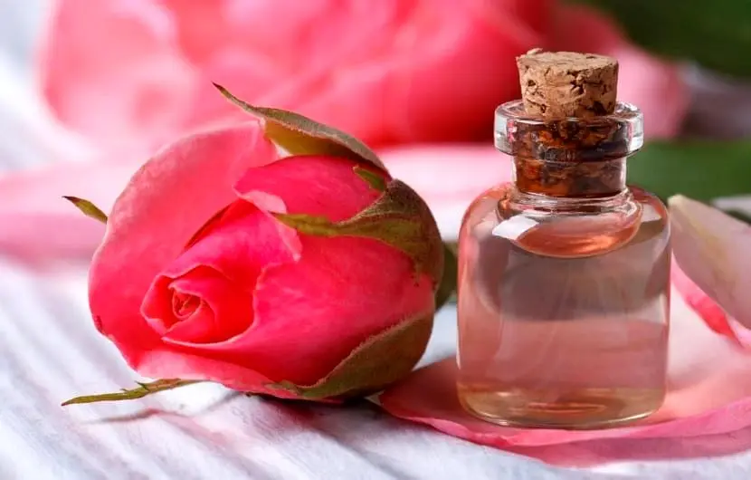 بوکردن گلاب چه تأثیری بر بدن ما دارد؟