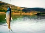 فیلم | عجیب اما واقعی؛ ماهیگیری به کمک مار!