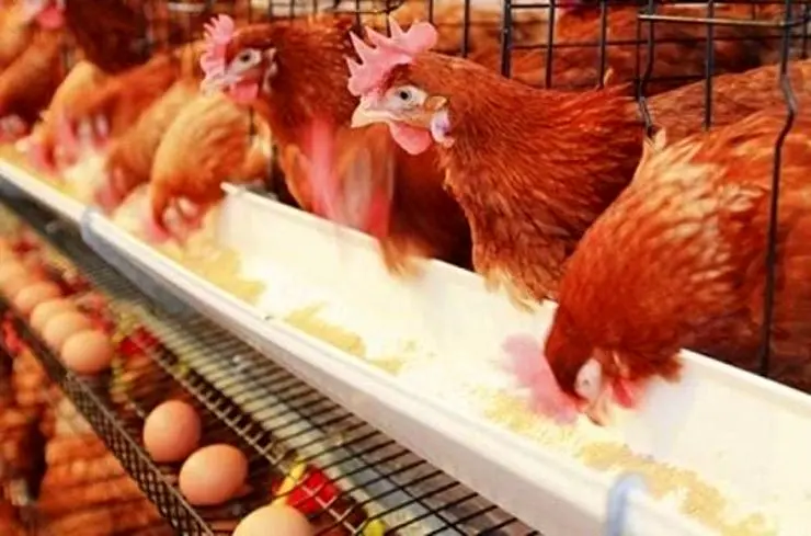 15 میلیون تخم‌مرغ , کمبود مرغ را گردن گرفتند