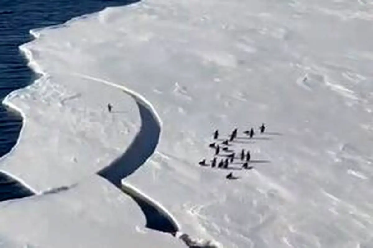 فیلم| ماجراجویی یک پنگوئن روی یخ‌ها