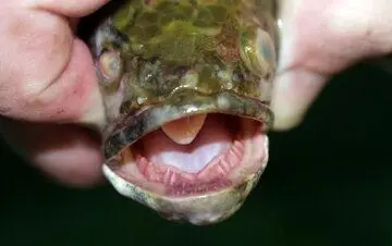 این ماهی‌ ترسناک حتی در خشکی هم زنده می‌ماند! + عکس