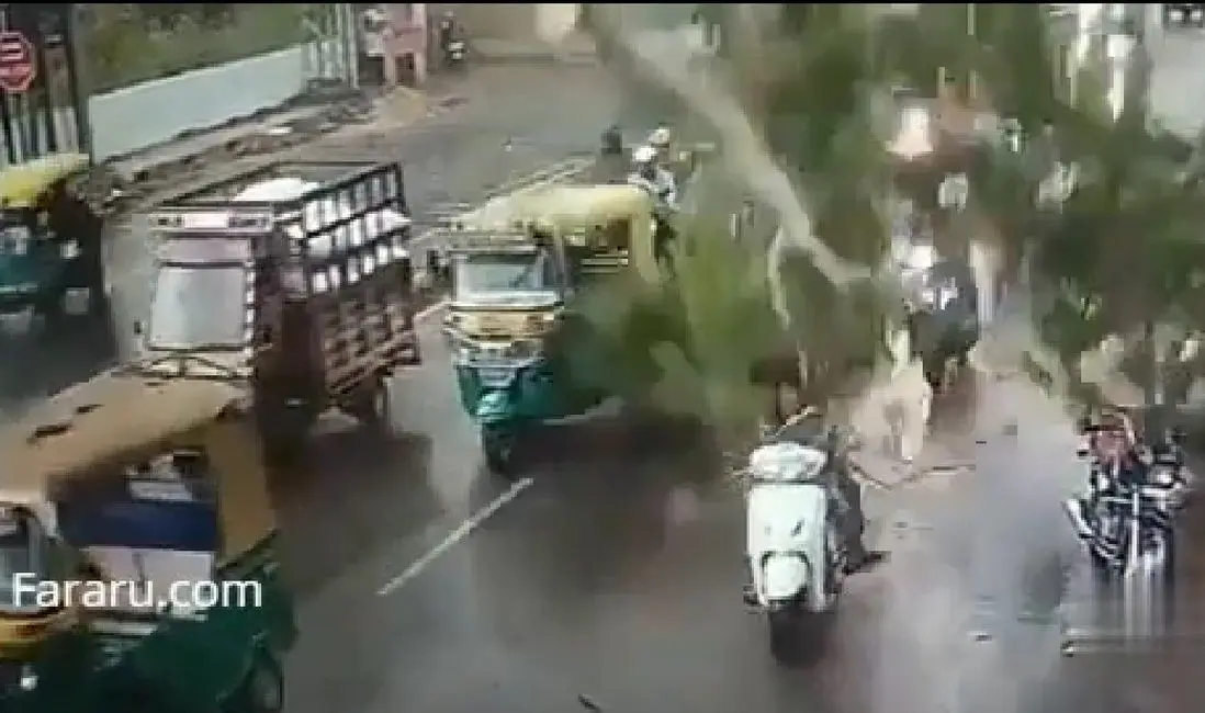 فیلم| سقوط ناگهانی درخت روی سر سه موتورسوار 