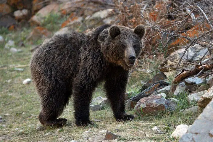 فیلم| وضعیت تاسف‌بار یک خرس در پارک آموزشی حیات وحش اصفهان