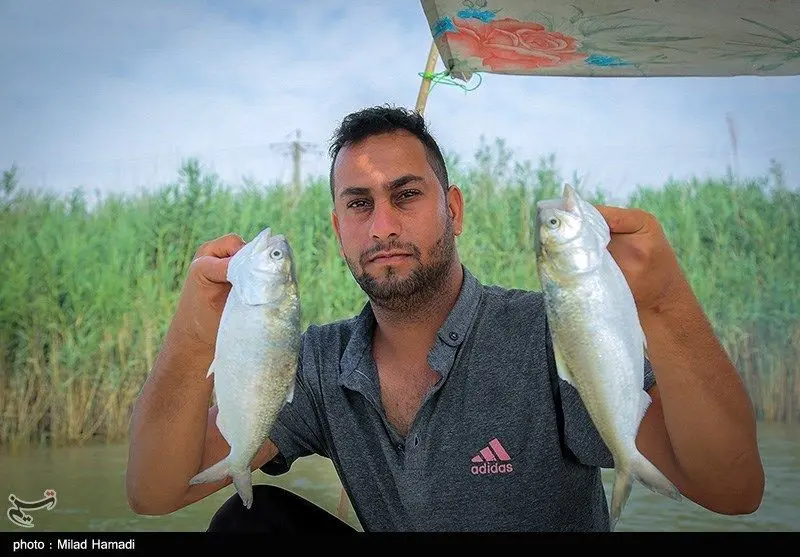 تصاویر | صید «ماهی صبور» در اروند رود 