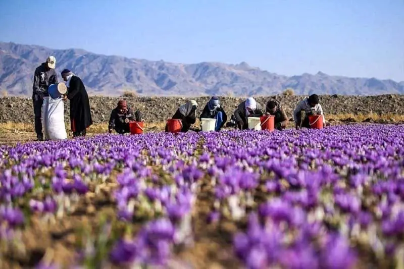 این کشور بازار زعفران ایران را خراب می‌کند؟