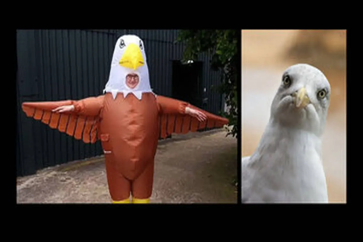 عکس| یک آگهی استخدام عجیب؛ این لباس را بپوشید و مرغان دریایی را بترسانید