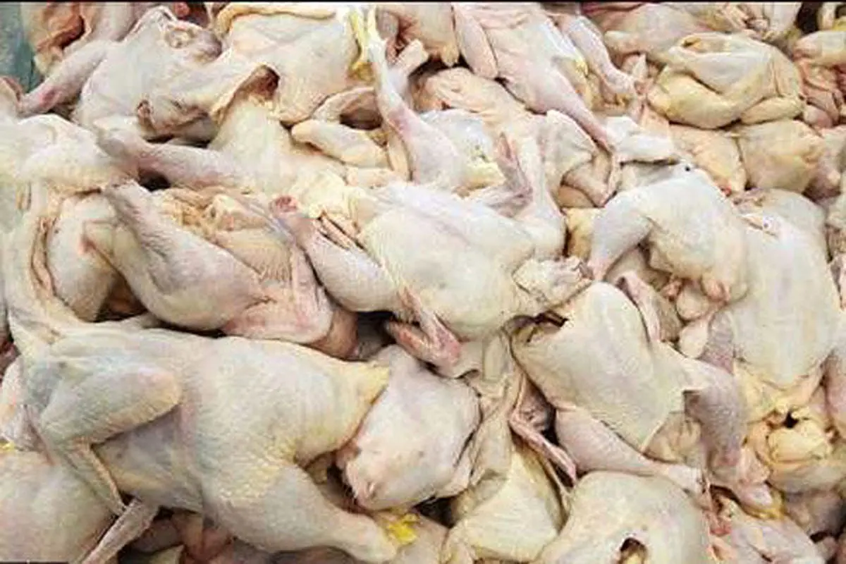 ۹ تن مرغ فاسد در ملارد از چرخه مصرف انسانی خارج شد