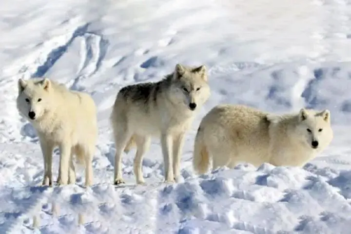 فیلم| سگ نترس و باهوشی که از حمله‌ ۳ گرگ جان سالم به در برد!